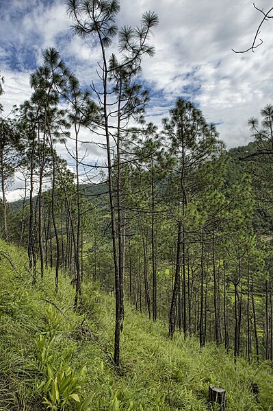 File:Chuba, Punakha, Bhutan (1).jpg