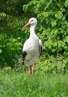 Stork (Ciconia ciconia) Foto: Krzysztof Kin