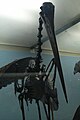 Ciconia maltha skeleton, La Brea museum.jpg
