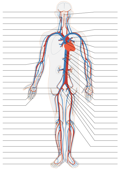Circulatory System.svg