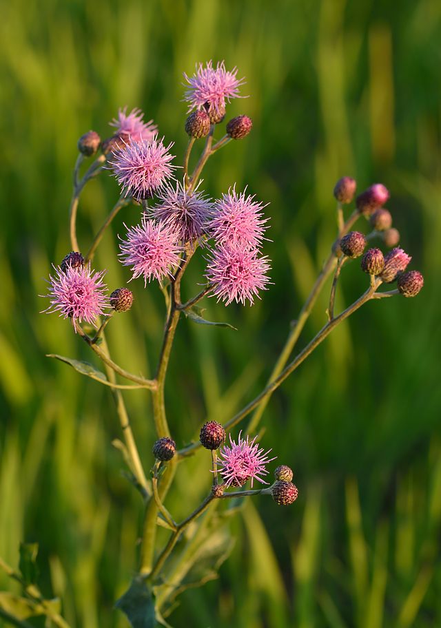 Бодяк полевой (Cirsium arvense)