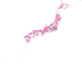 صورة مصغرة لـ فروع محافظات اليابان