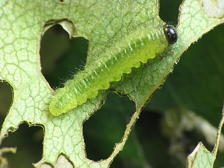 Cladius difformis larva.jpg