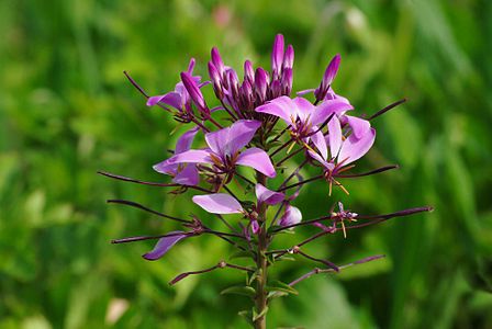 Cleome spinosa