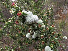 Cliffortia ruscifolia Flipphi 1.jpg