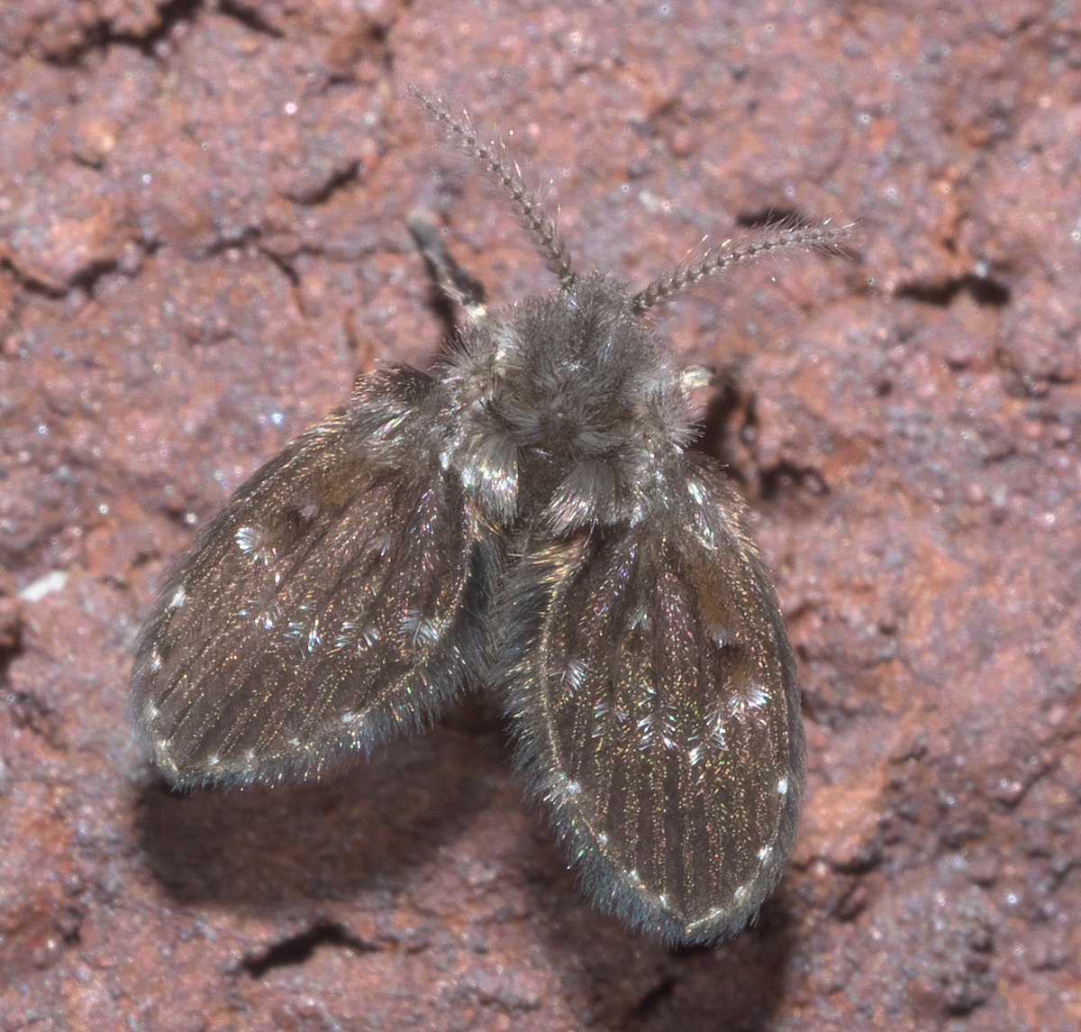 psychodidae larvae