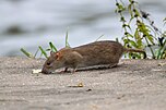 Wanderratte (Rattus norvegicus)