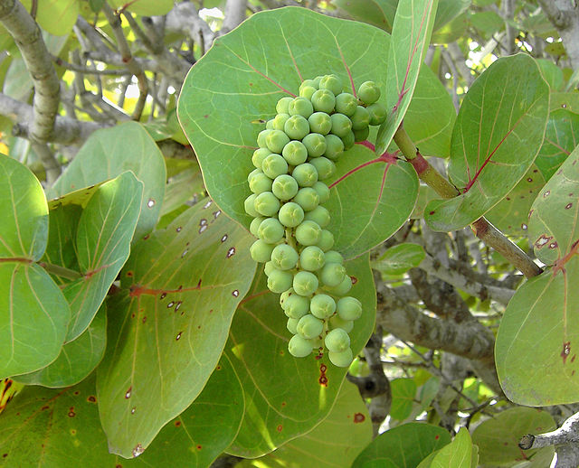 Морской виноград (Coccoloba uvifera), Гваделупа
