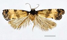 Cochylis discerta زن. JPG