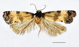 Cochylis discerta