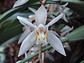 Coelogyne flaccida