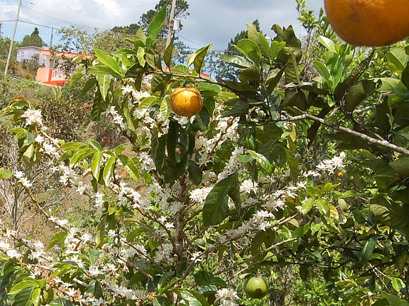 File:Coffee tree and orange trees, multicroping in Maricao, Puerto Rico. (5662136142).jpg