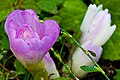 * Nomination: Colchicum bormuelleri 'Water Lilly' --Twdragon 10:51, 6 October 2008 (UTC) * * Review needed