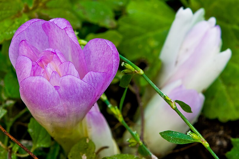 File:Colchicum Waterlily buds.jpg