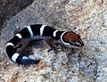 black banded gecko