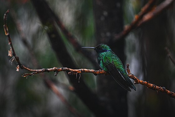 Colibrí Coruscans Photograph: Joseloop