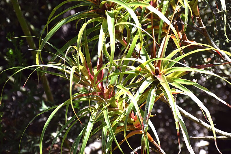 File:Colletia cruciata in Christchurch Botanic Gardens 02.jpg