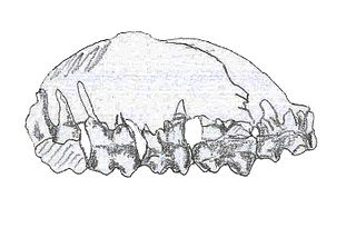 <i>Colombitherium</i>