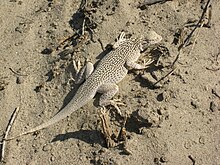 Colorado Desert Pinggiran berujung Kadal yang diimpor dari iNaturalist foto 1526425 pada 2 januari 2022.jpg