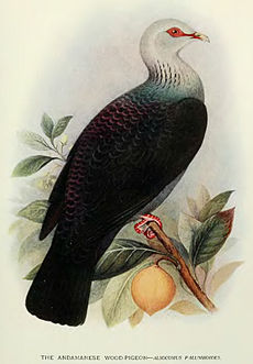 Henrik Grönvoldin ku­va an­da­maa­ni­en­kyyhky kir­jas­ta Indian Pigeons and Doves (1913).