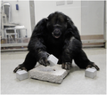 שימפנזה בשביה מפצח אגוז בשיטת "פטיש וסדן", כחלק מניסוי שנועד לבדוק אם הוא יודע להבחין בין "פטישים" במשקלים שונים