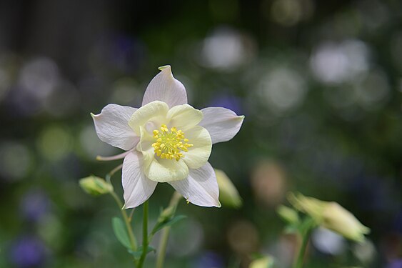 Common aquilegia