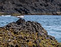 Common terns (Sterna hirundo) near the southern cliffs of Santa Maria, Azores, Portugal (PPL1-Corrected) (approx. GPS location) julesvernex2.jpg