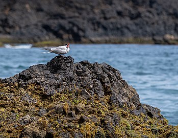 Common terns (Sterna hirundo) near the southern cliffs of Santa Maria, Azores, Portugal