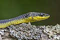 * Nomination Common tree snake (Dendrelaphis punctulatus) --Charlesjsharp 10:11, 31 December 2023 (UTC) * Promotion  Support Good quality.--Tournasol7 13:21, 31 December 2023 (UTC)