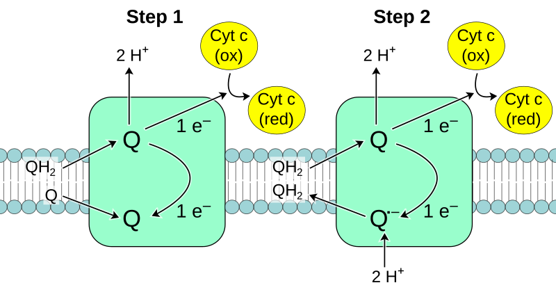 File:Complex III reaction.svg