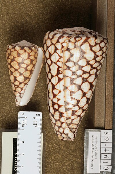 File:Conus (Conus) marmoreus.jpg