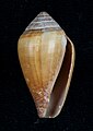 Conus californicus 1.JPG