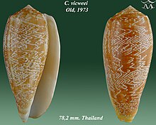 Conus vicweei 2.jpg