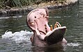 A hippo (Hippopotamus amphibius) yawning
