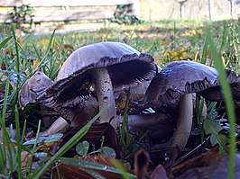 De paddestoelen trekken ten strijde