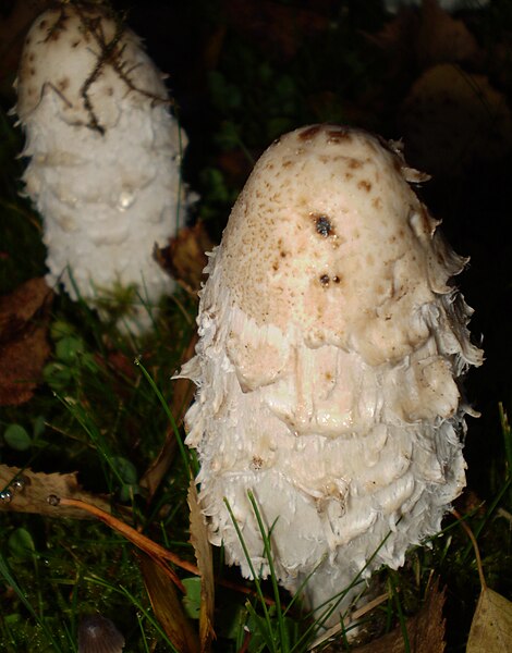 File:Coprinus comatus Jyvaskyla.jpg