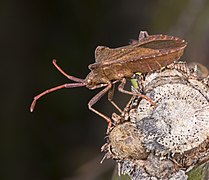 Coreus marginatus (Dock bug) efferent of scent gland