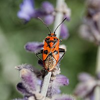 Cimarron beetle