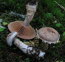 Witte en bruine champignons op mos