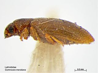 <i>Cortinicara</i> Genus of beetles