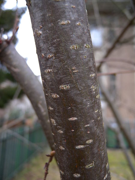 File:Corylus avellana bark.jpg