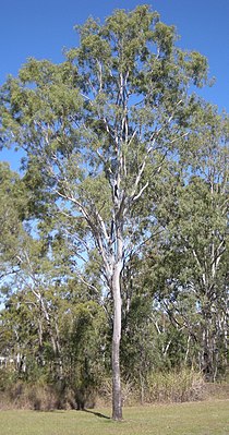 Corymbia tessellaris