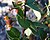 Cotoneaster niger P13.jpg