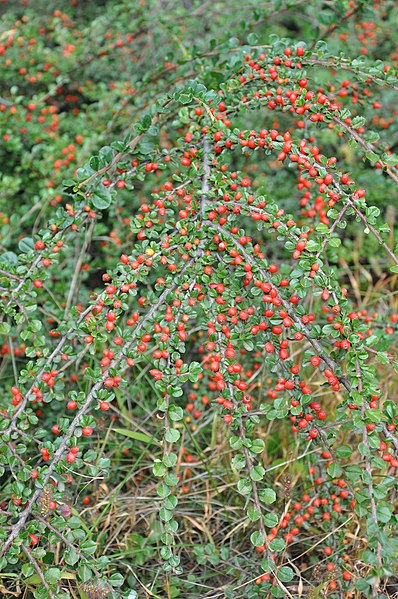 File:Cotoneaster perpusillus Herring Bone Cotonoaster გართხმული ვაშლანა.JPG