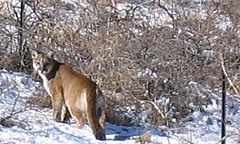 MUTANT PUMAS