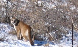 Puma concolor - Wikipedia, la enciclopedia libre