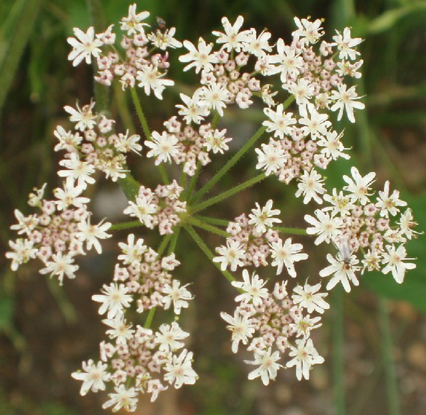 File:Cow parsley, close up from above - geograph.org.uk - 474298.jpg