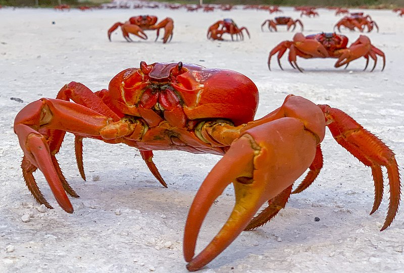 File:Crab migration extra - chris bray-1 (cropped).jpg