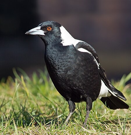 Cracticus tibicen hypoleuca male domain.jpg