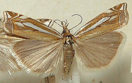 Tập_tin:Crambus.pratellus.mounted.jpg